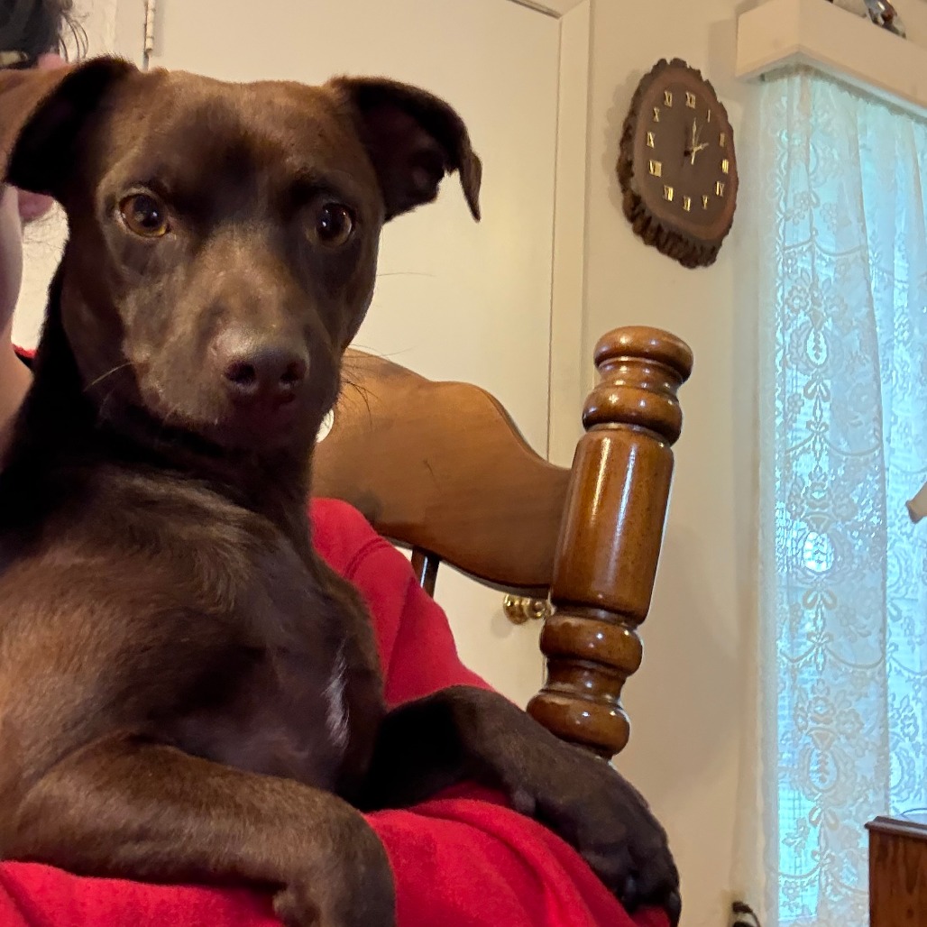 BRUCE - Chihuahua / Short Coat available for adoption
