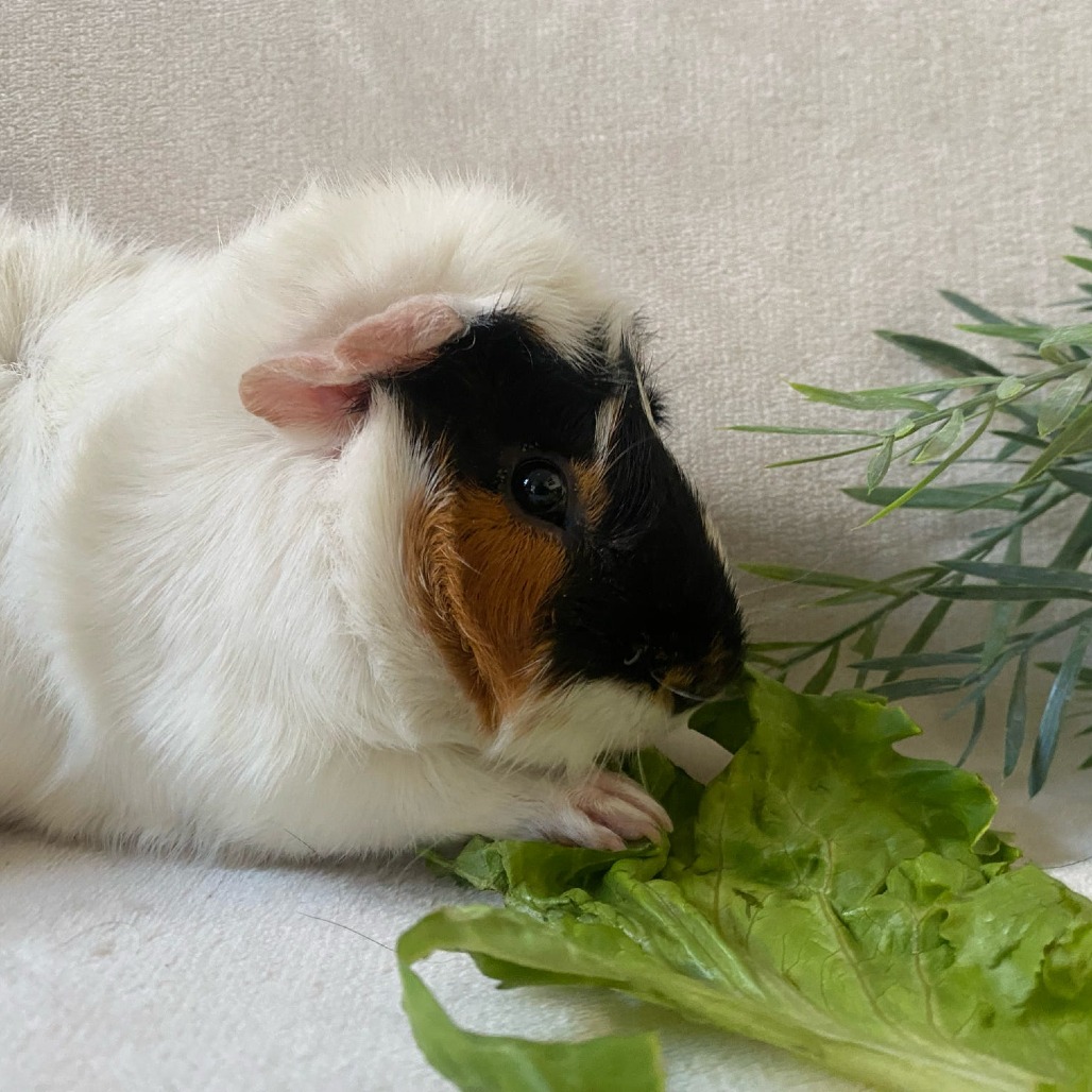 Bean, photo 12