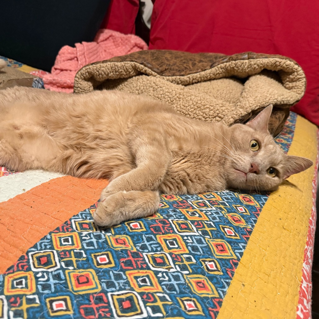 ECHO - Domestic Shorthair / Mix available for adoption