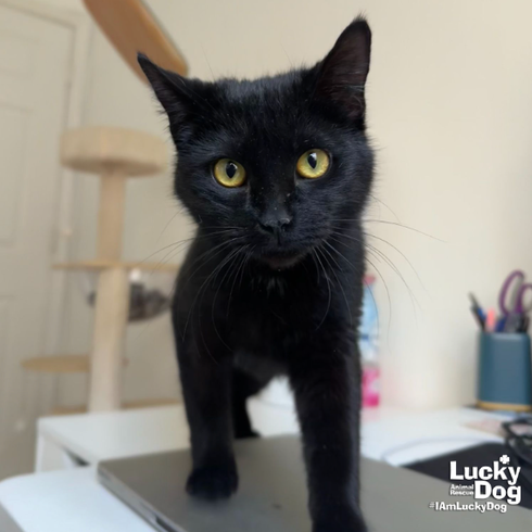 WANDA - Domestic Longhair available for adoption