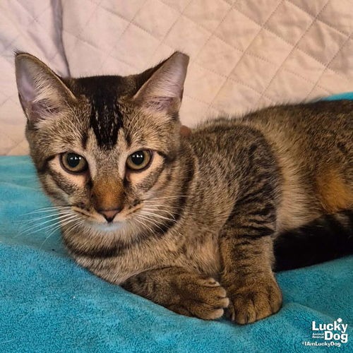 ORRIE - Domestic Shorthair / Domestic Shorthair available for adoption