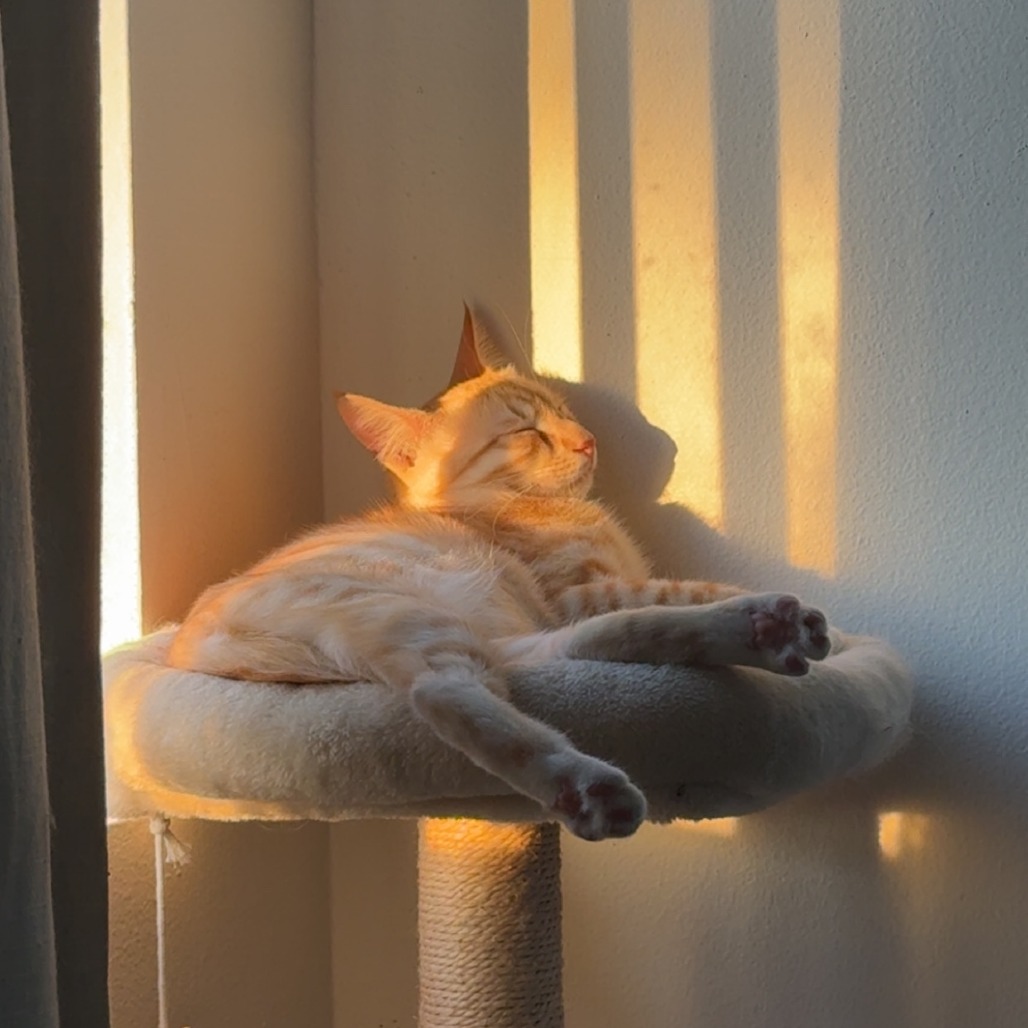 Sunny, photo 4
