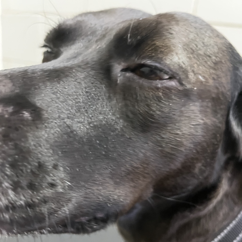 Sissy — thumbnail 3