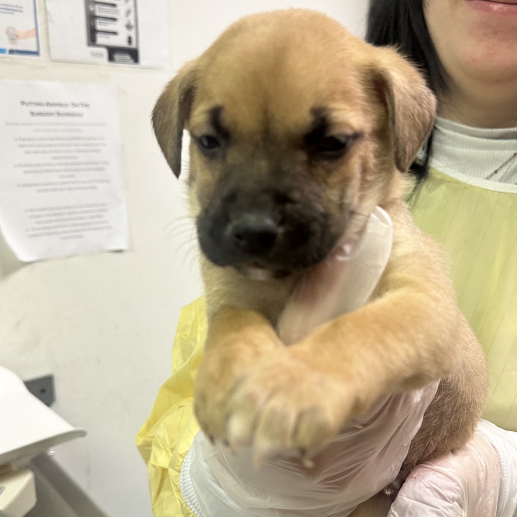 Roc Steady — thumbnail 2