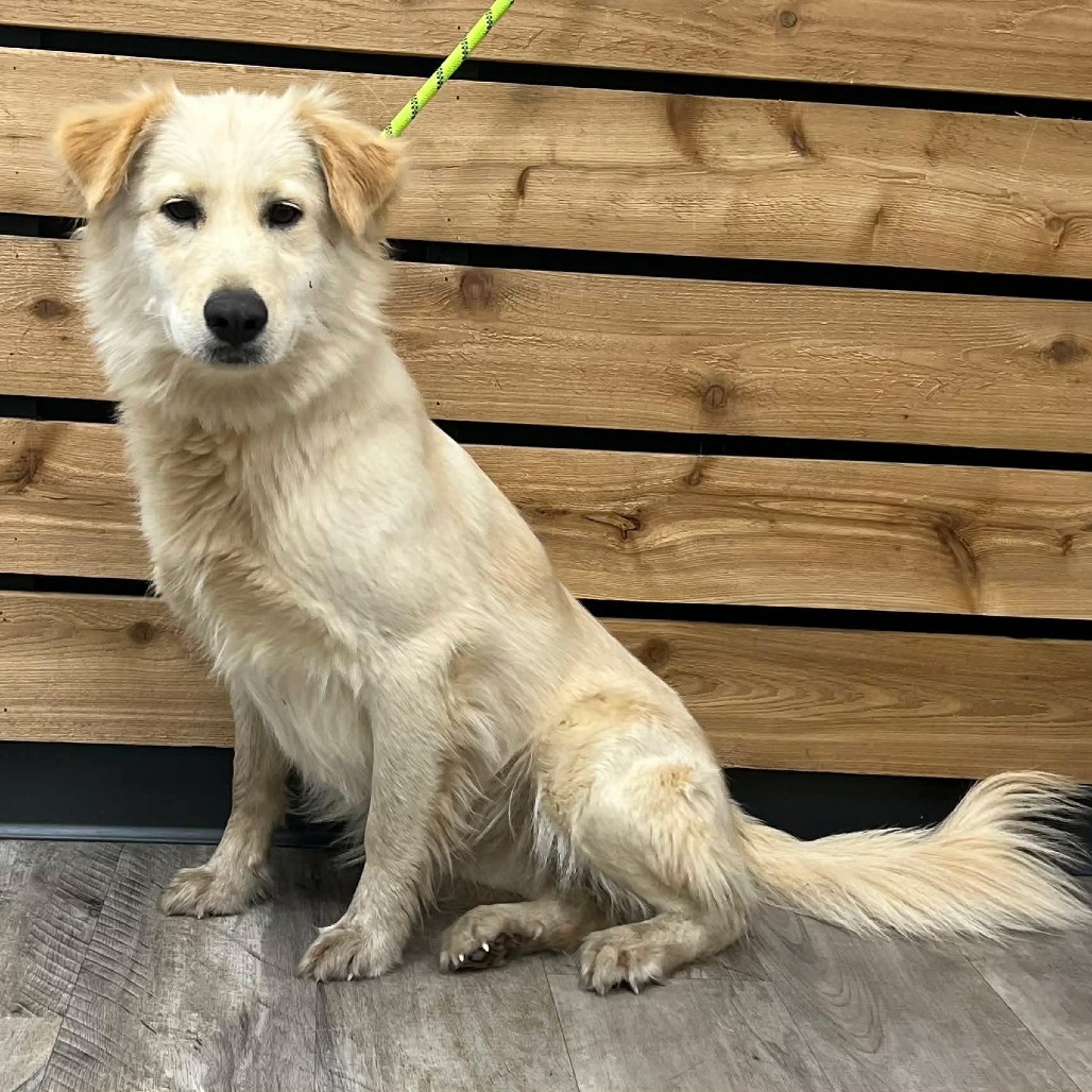 Elle is available for adoption at Let Love Live Rescue & Sanctuary