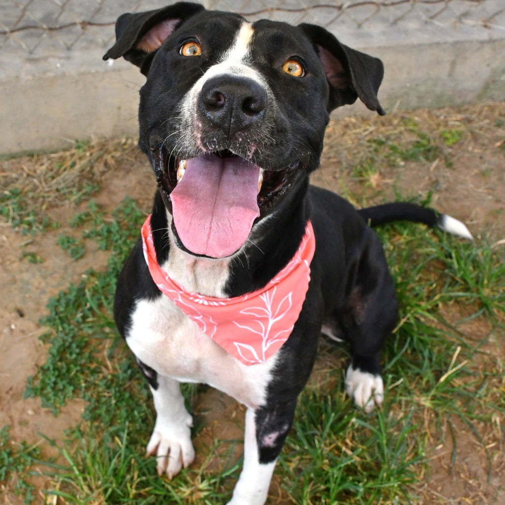 PEARL - Terrier / Pit Bull available for adoption
