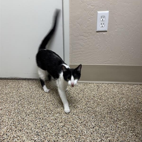 ALLY - Domestic Shorthair available for adoption