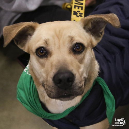 BRANDICE - Shepherd / Retriever available for adoption