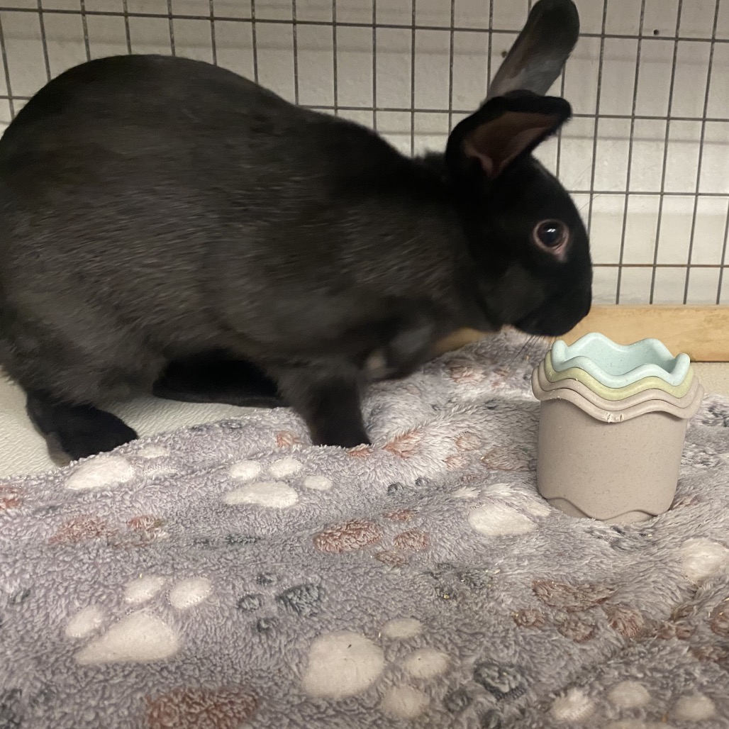 BOBINSKI - American available for adoption