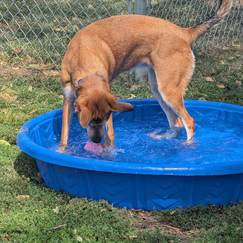 Cooper photo 20