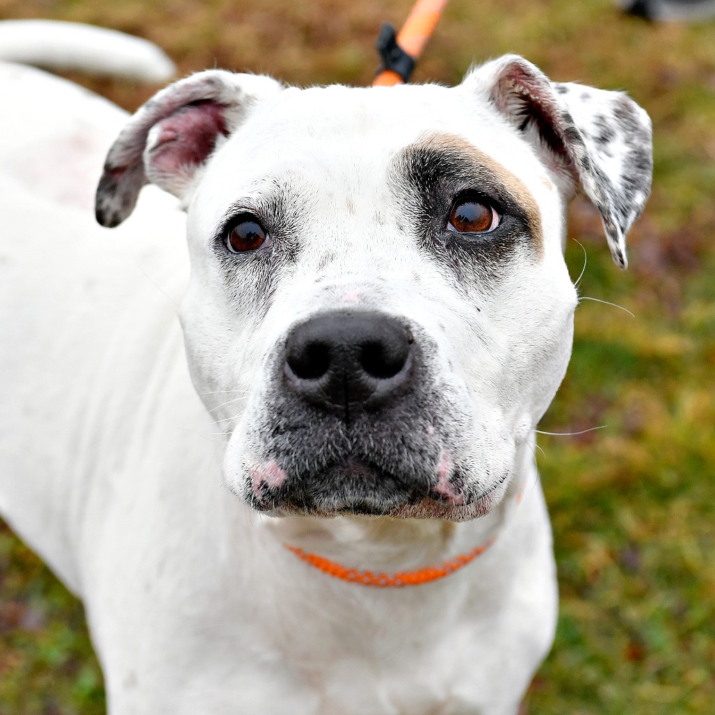 caa4897e7a2caf65366c4947ab05a458