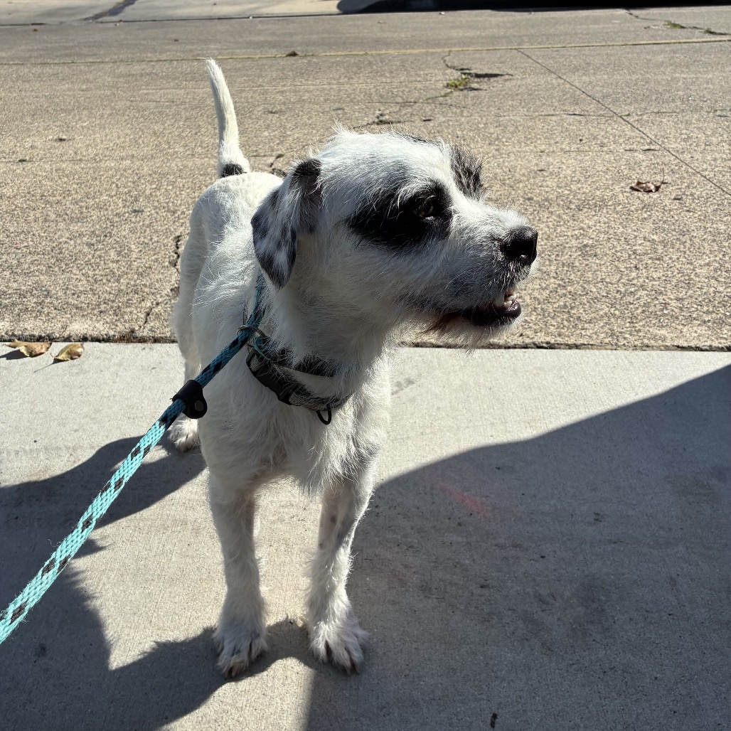 Frankie - Costa Mesa Location, photo 4