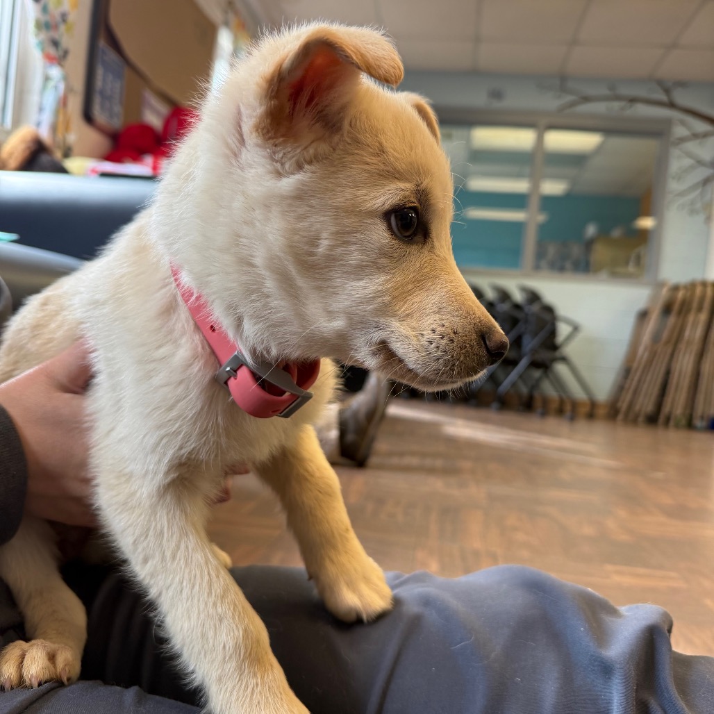 Honey Butter — thumbnail 4