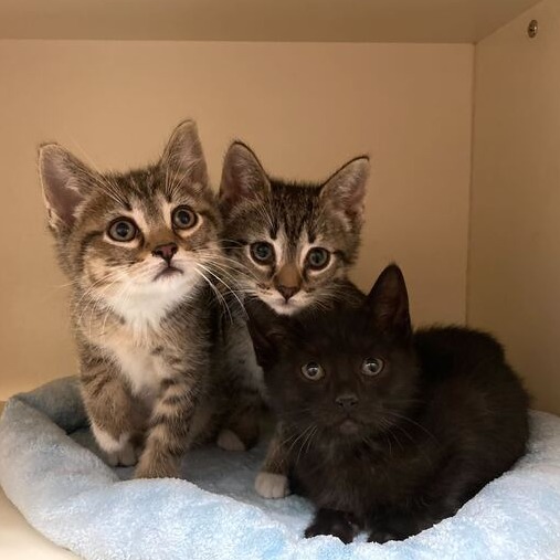 LITTLE OSHA - Domestic Shorthair available for adoption