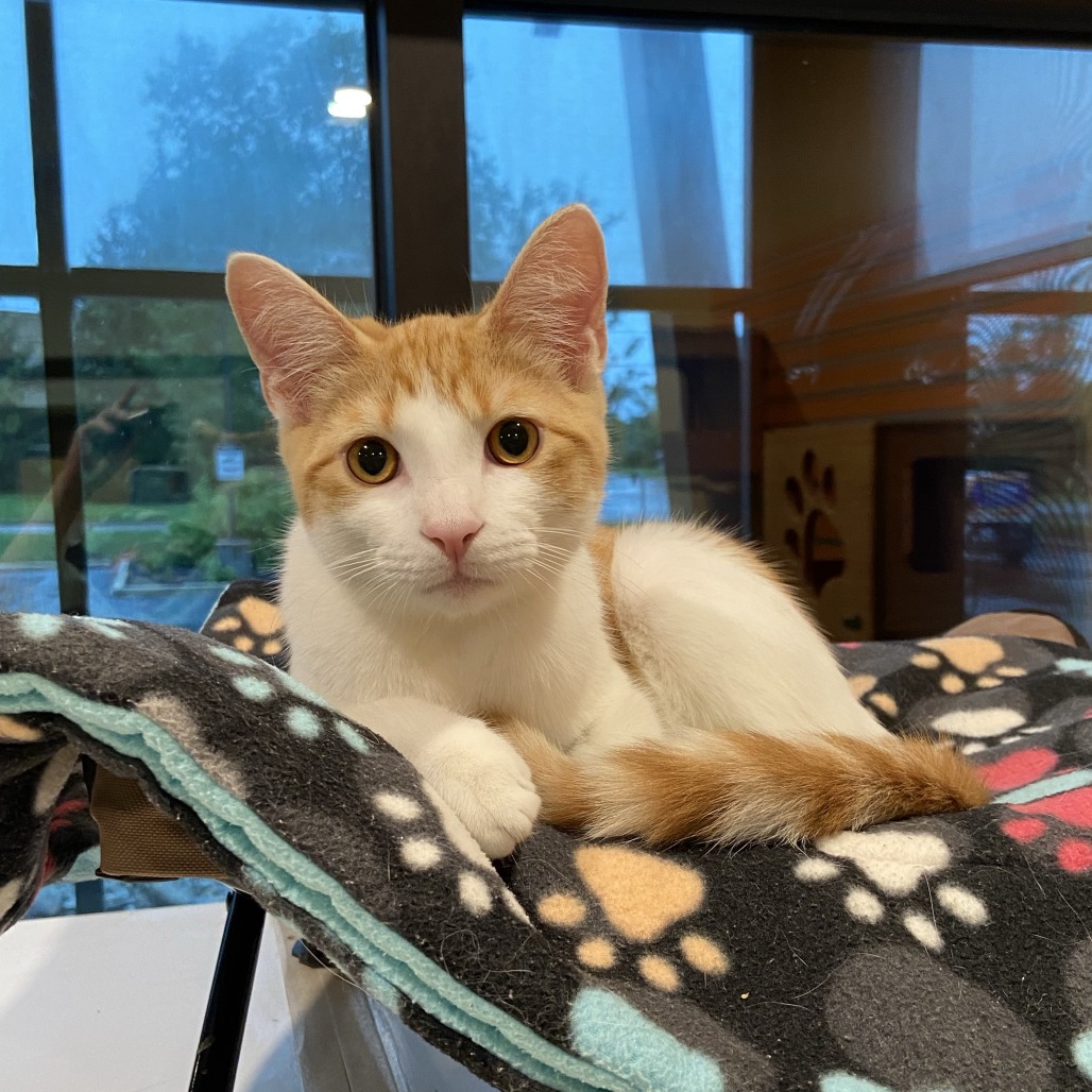 COTTON CANDY - Domestic Shorthair available for adoption