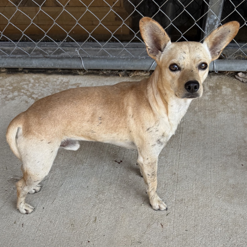 Chihuahua