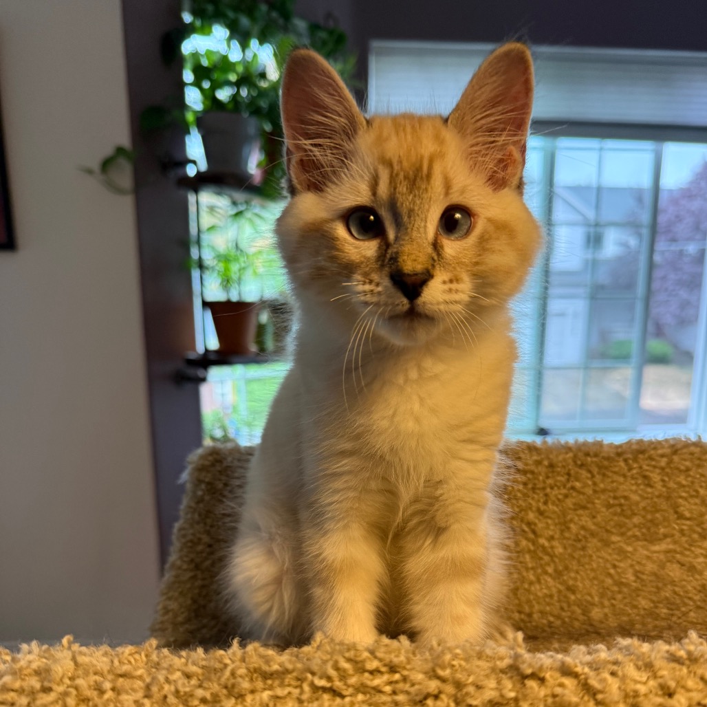 NIMBUS - Domestic Medium Hair available for adoption