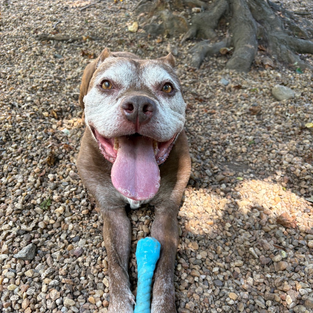 Buddy, adoptable senior Terrier, Pit Bull / Mixed Breed (Large)