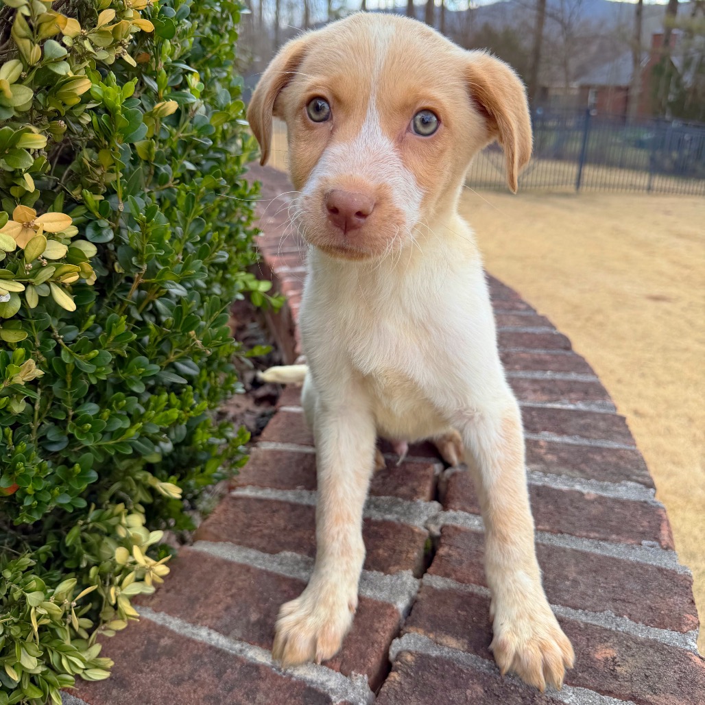 Monkey — thumbnail 4