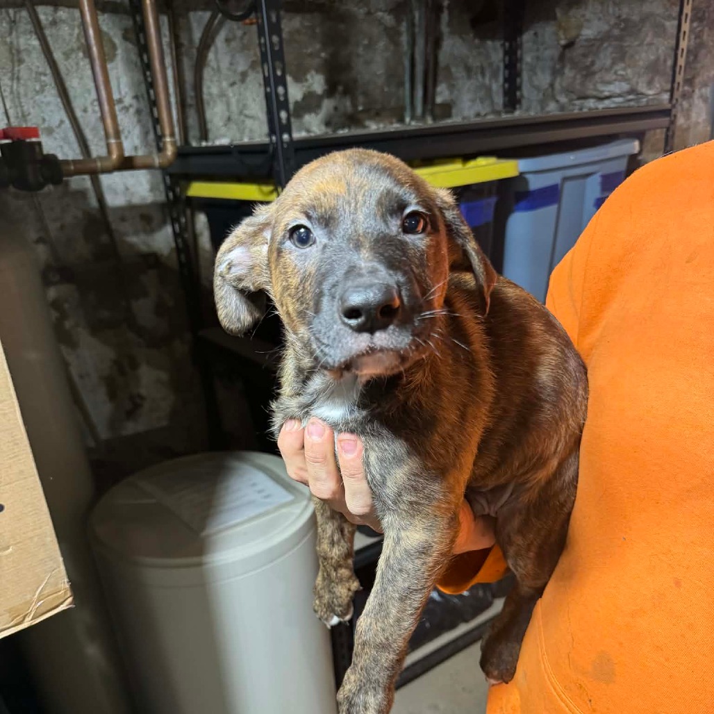 Mixed Breed