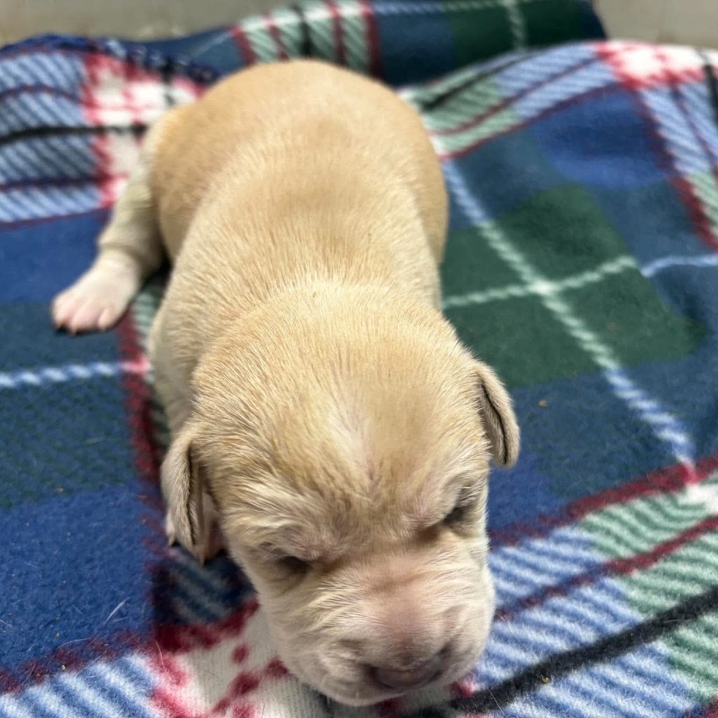 Rye, an adoptable Mixed Breed (Medium)