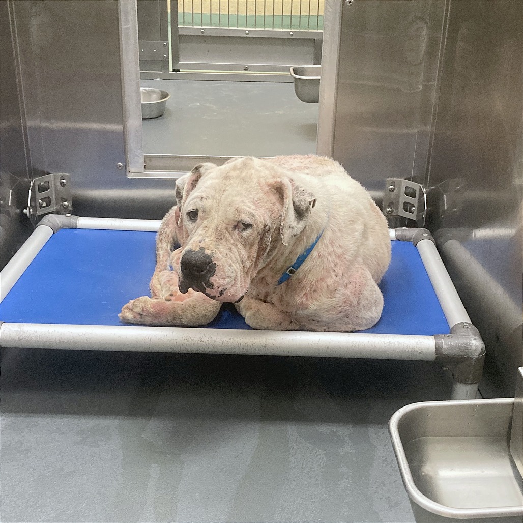 Moss — thumbnail 6