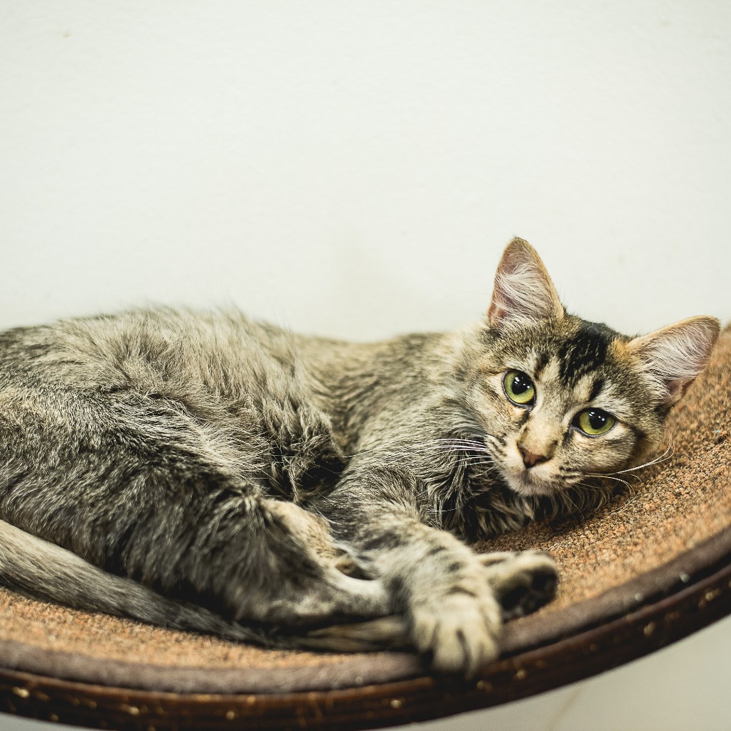 ARDILLA - Domestic Medium Hair / Domestic Medium Hair available for adoption