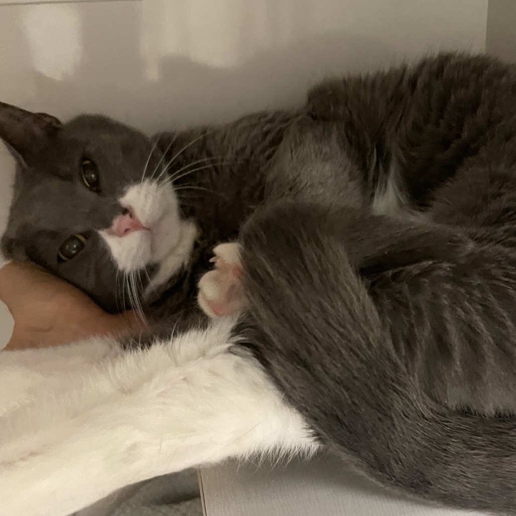 Gray  - Domestic Shorthair