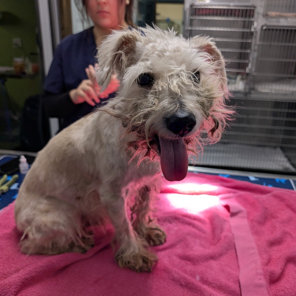 Will — thumbnail 2