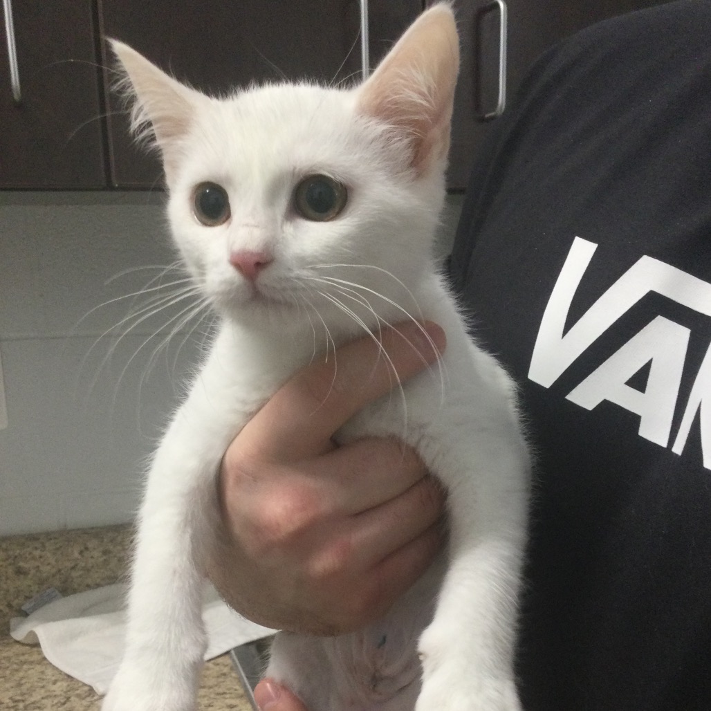 BIBBLE - Domestic Shorthair available for adoption