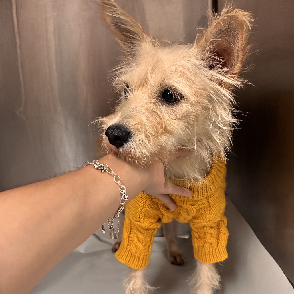 FRANCINE - Terrier available for adoption