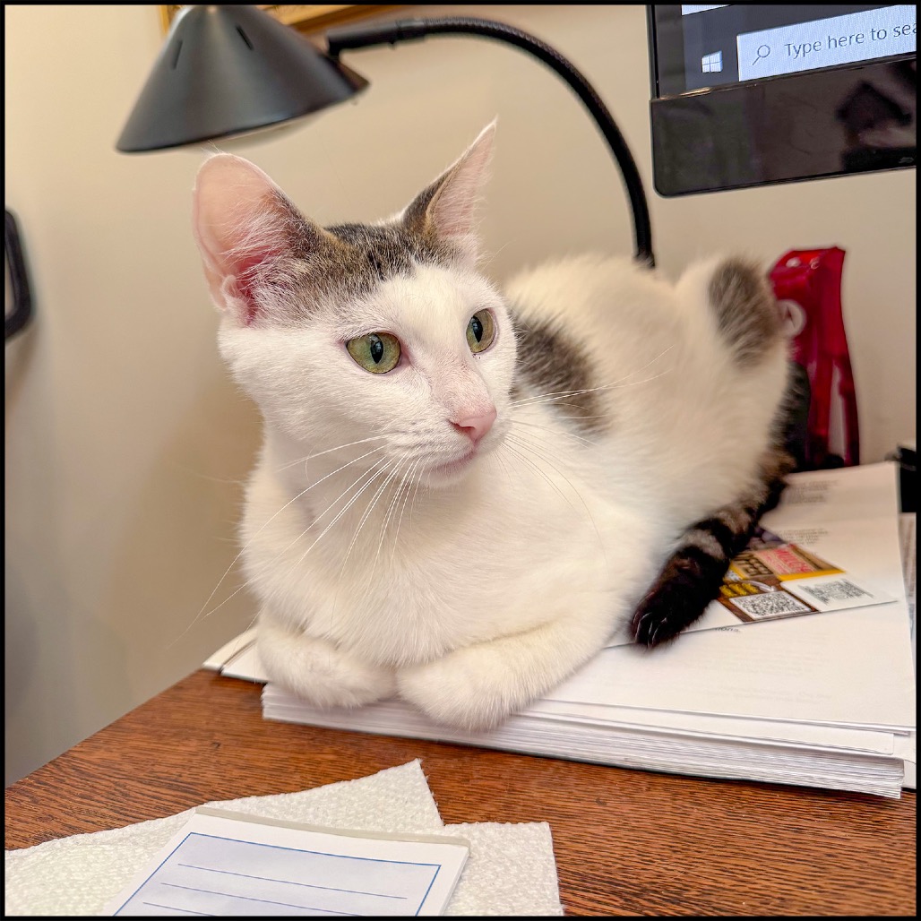 ELLA - Domestic Shorthair available for adoption