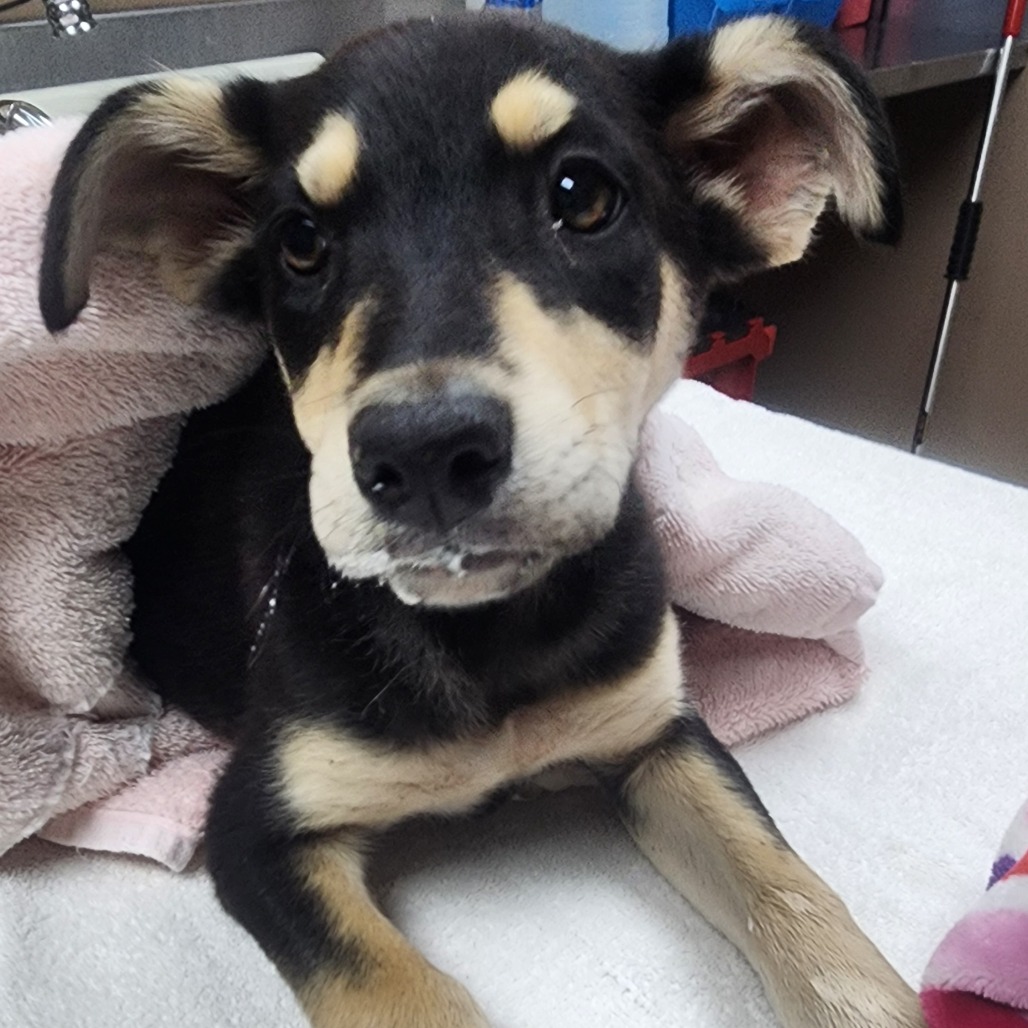 Kennel#13 Nina's preview photo