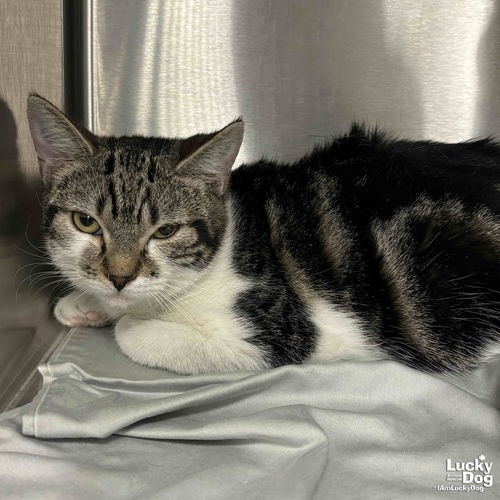 CAGNEY - Domestic Shorthair available for adoption