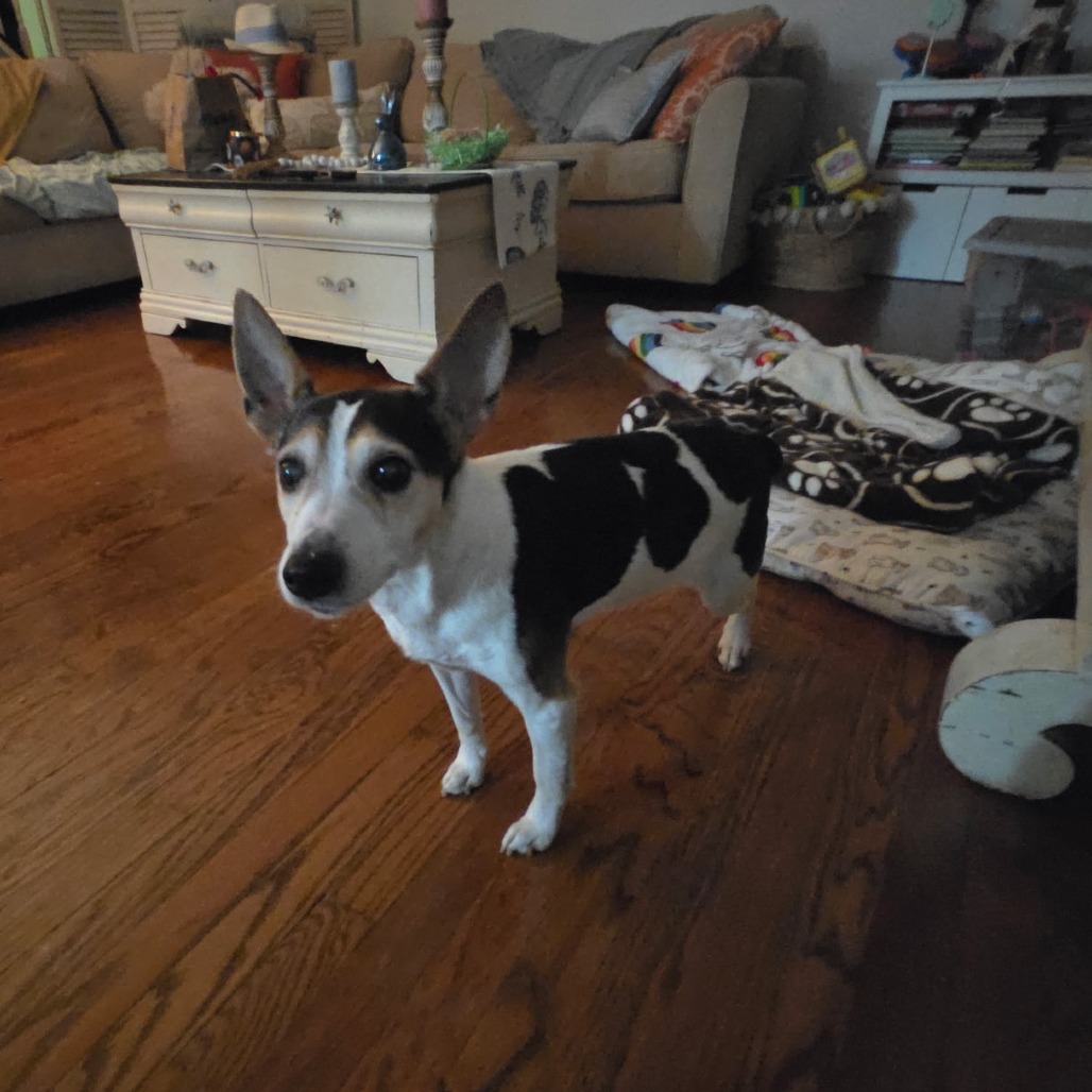 Hedy (Peanut), photo 3
