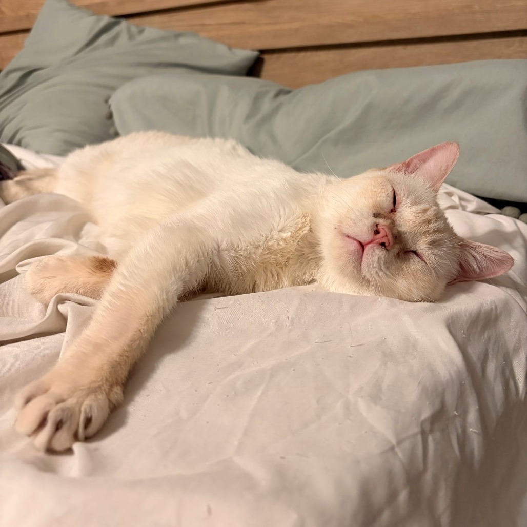 Cayenne, photo 12