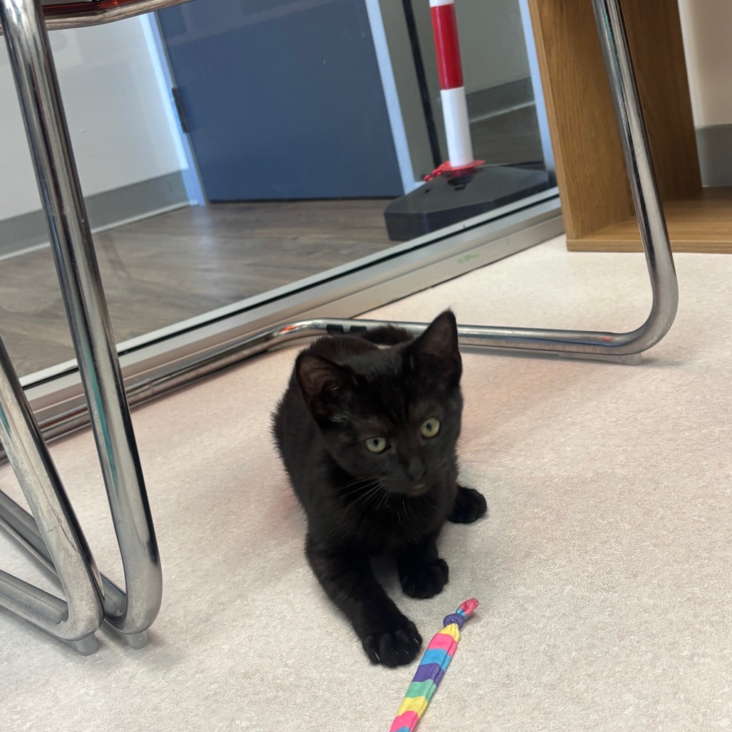 Nugget - Domestic Shorthair