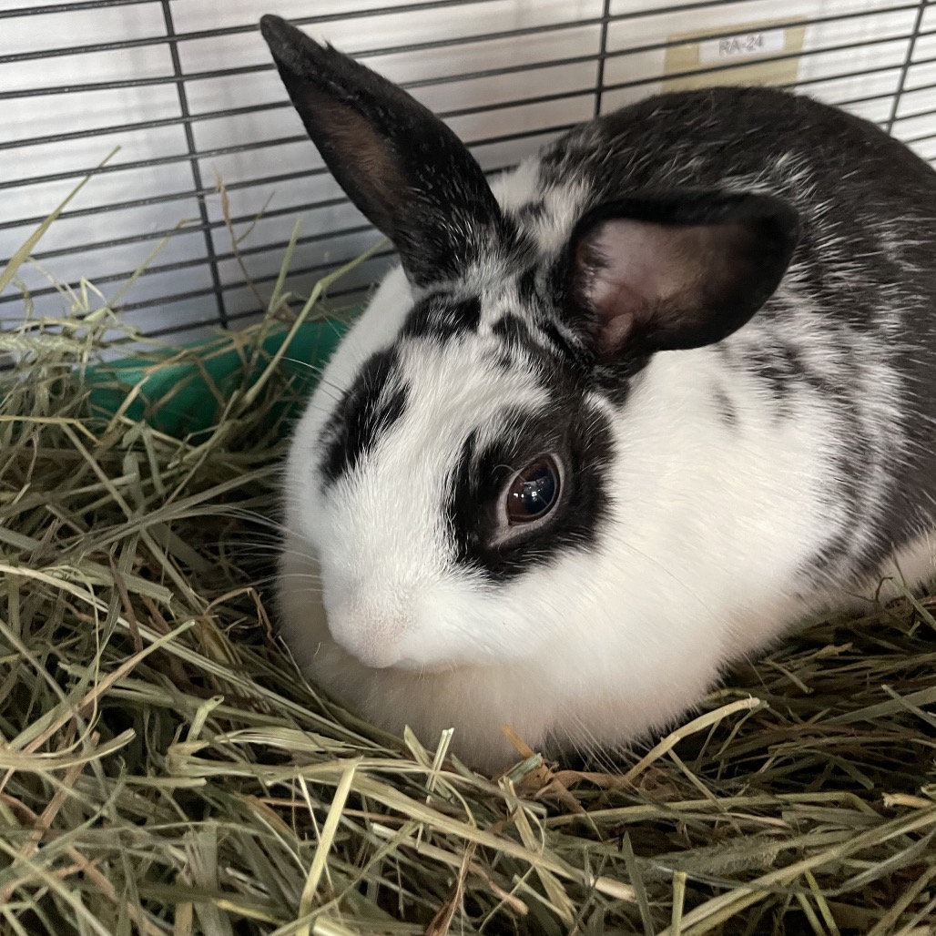 LONGHORN STEAKHOUSE - American available for adoption