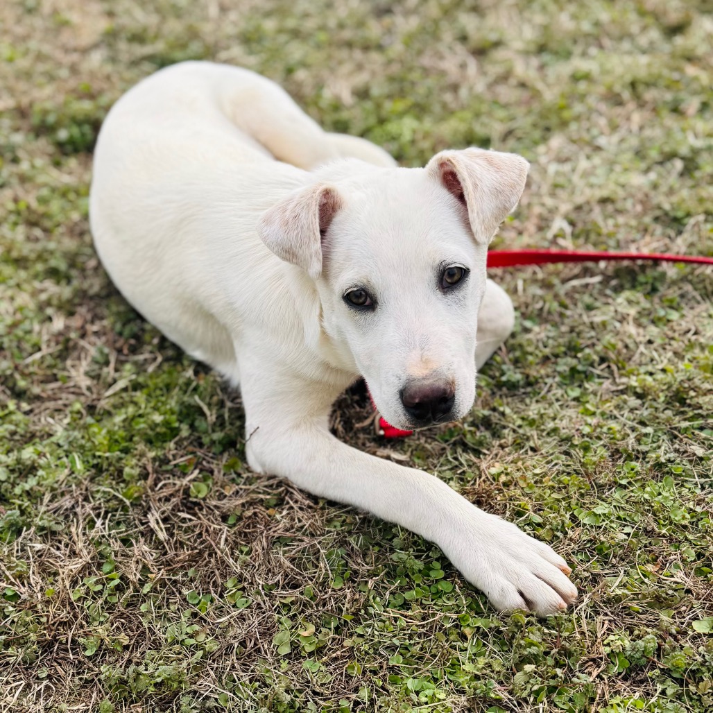 Whitt — thumbnail 4