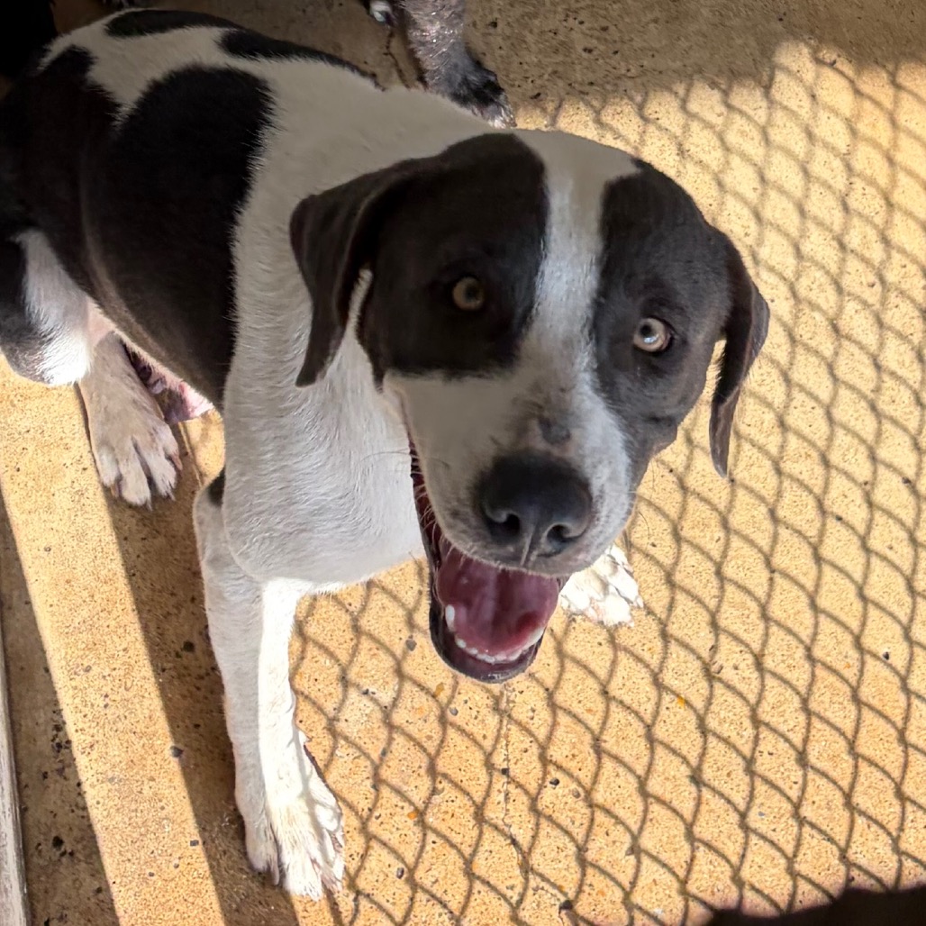JANET - Terrier / American Staffordshire available for adoption