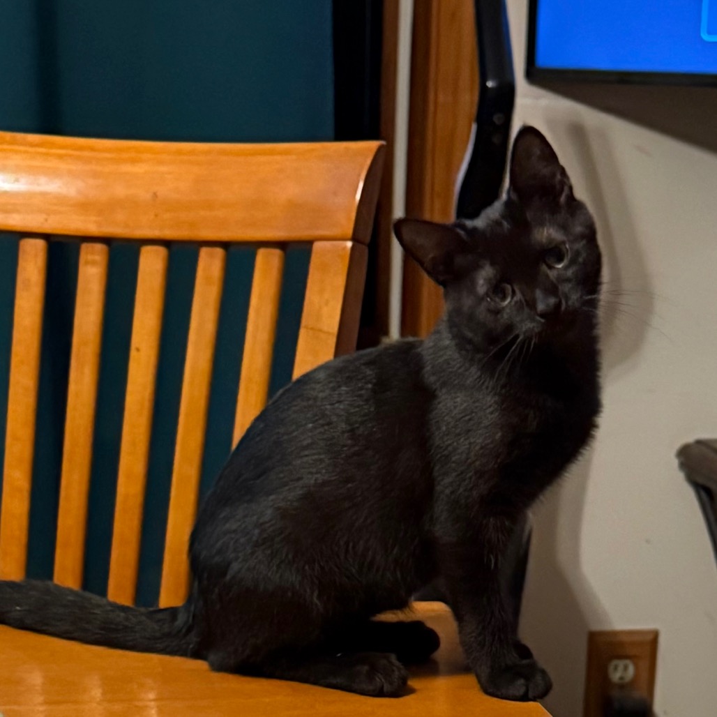 MERLYN - Domestic Shorthair available for adoption