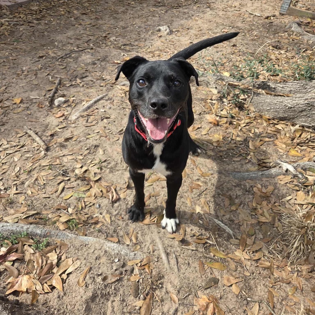 Rocky, photo 3
