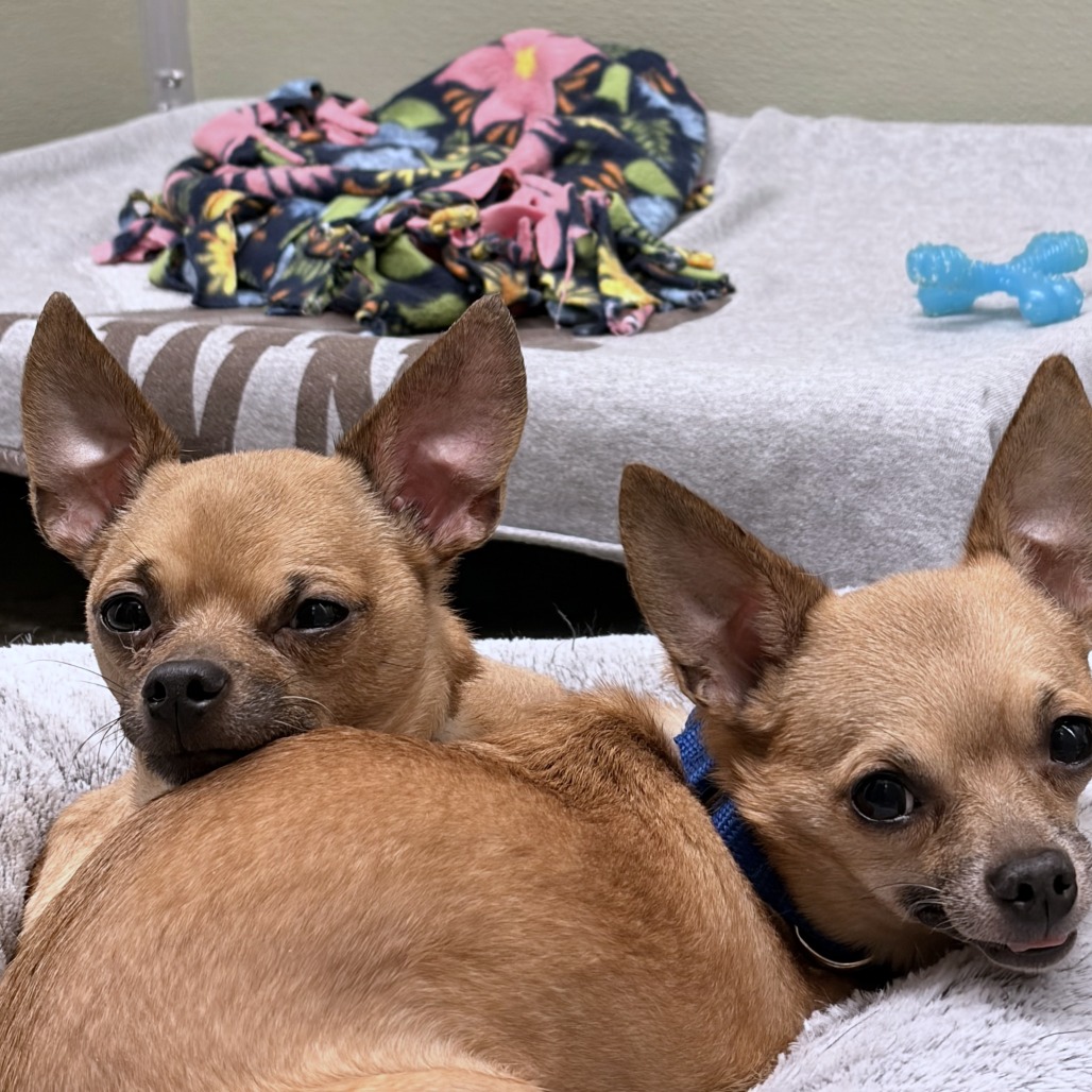 Paleta — thumbnail 4