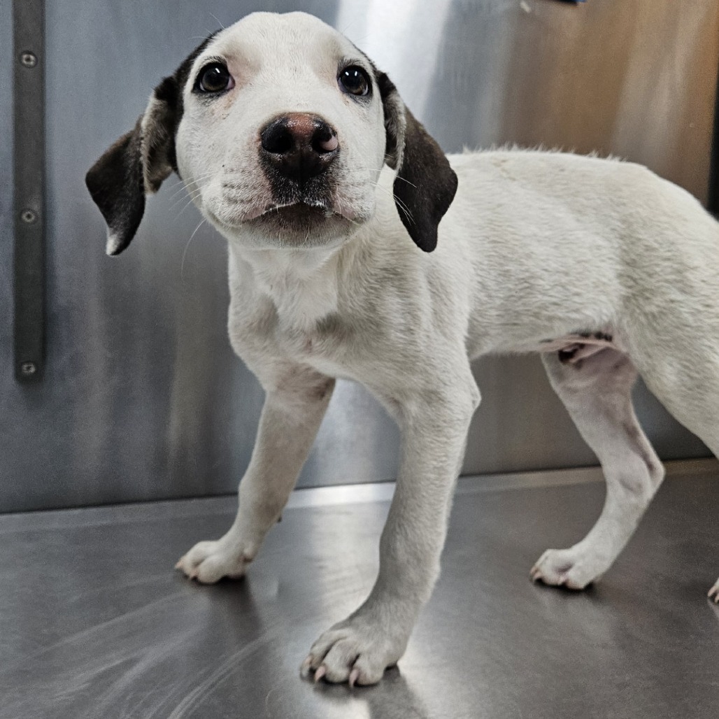Winston, an adoptable Mixed Breed (Medium)