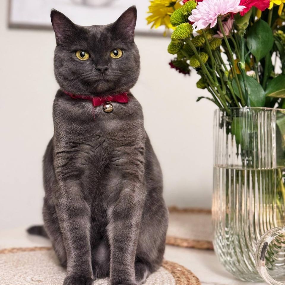 Diva: Female 48 British Shorthair