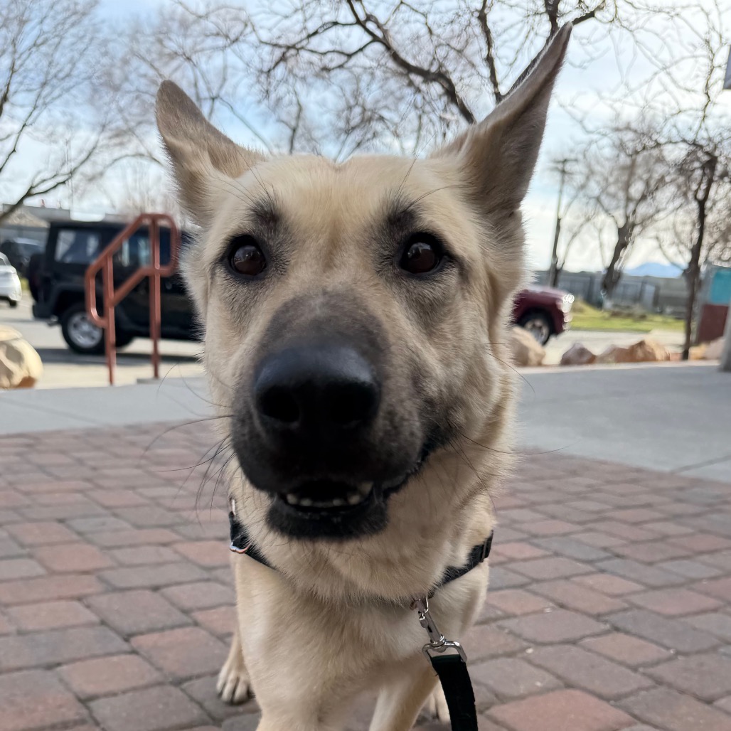 Amada — thumbnail 4