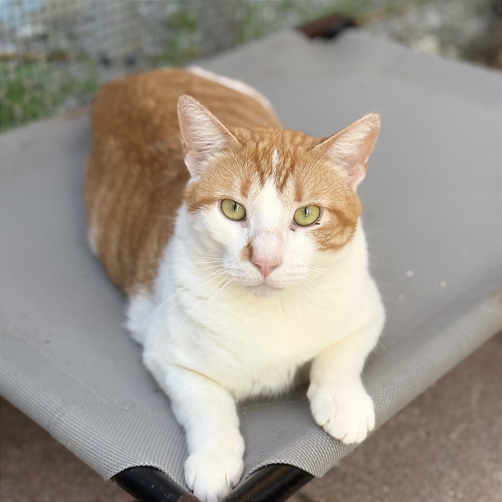 CLYDE - Domestic Shorthair for adoption in Fort Lauderdale