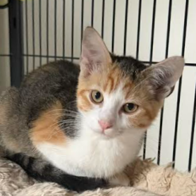 Rosie, available for adoption