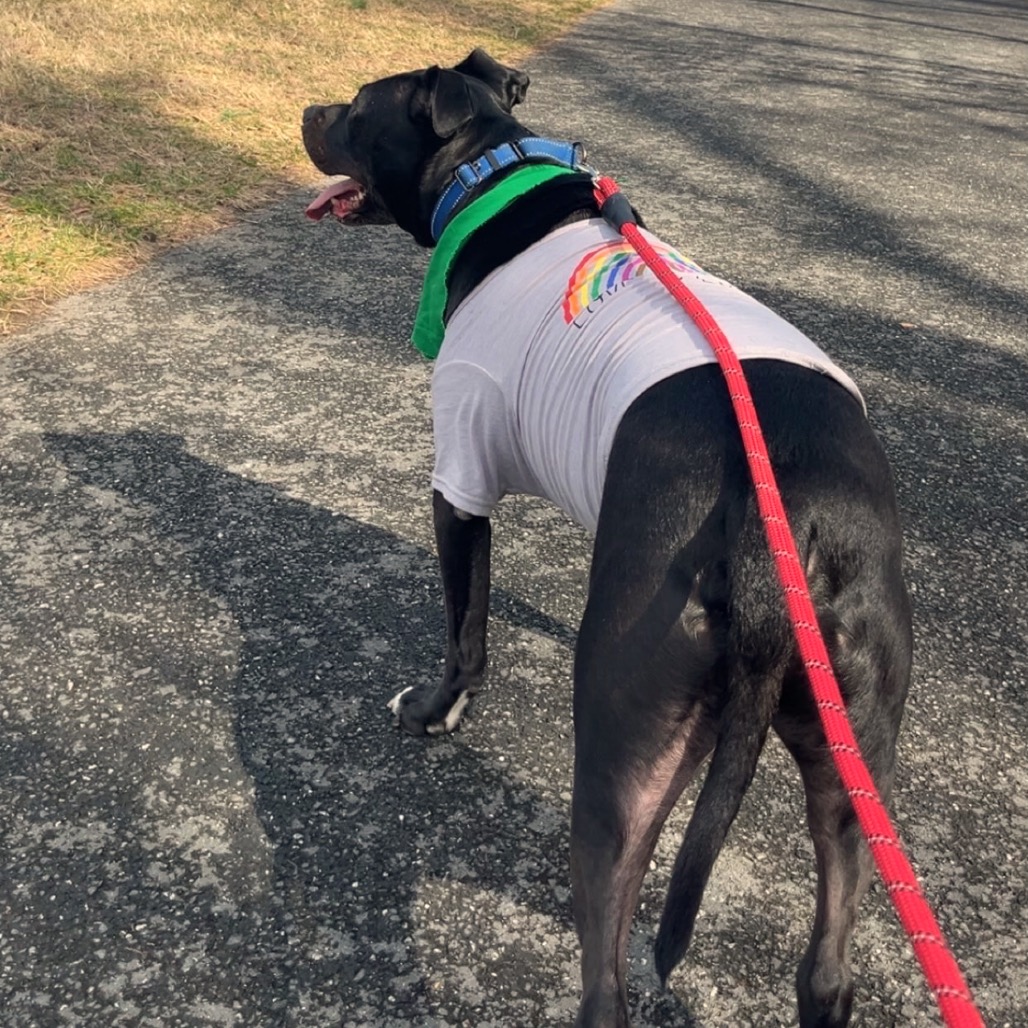 Bowser, photo 33