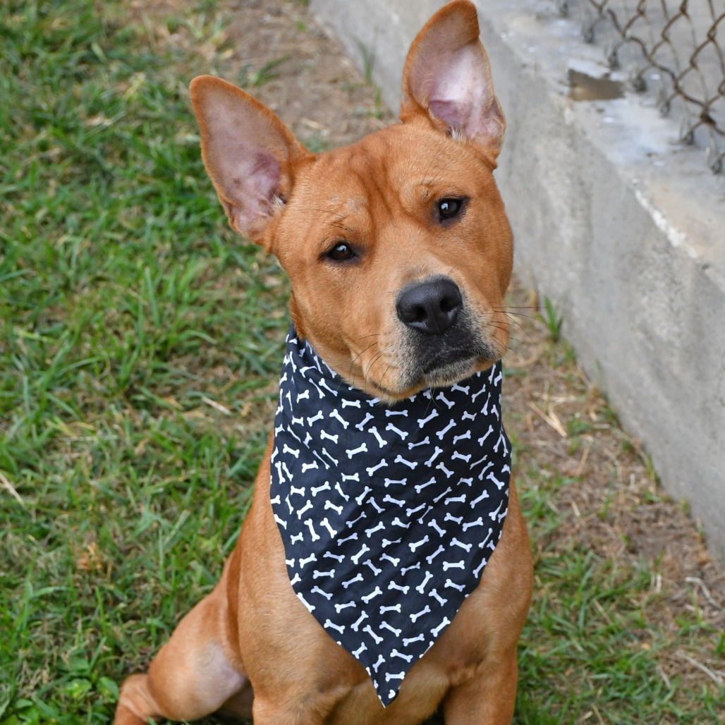 MERRICK - Terrier / Pit Bull available for adoption
